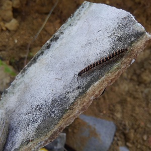 ゲジゲジとヤモリの卵 屋根修理